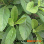 Camera-samples-Gionee-Pioneer-P2-NG