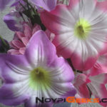 Gionee-Pioneer-P2-Sample-NoypiGeeks