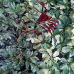 Image-taken-using-8.16