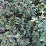 O+ 8.16 Camera Samples