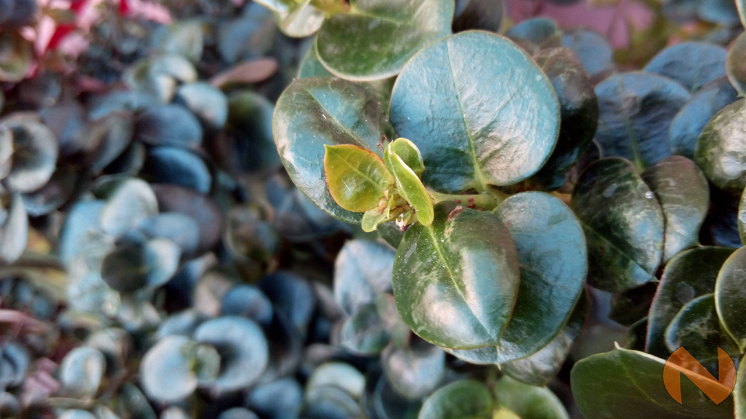 O+ Fab Elite Camera Macro shot