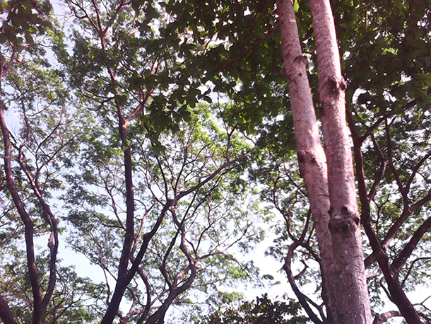 Camera of Starmobile Play