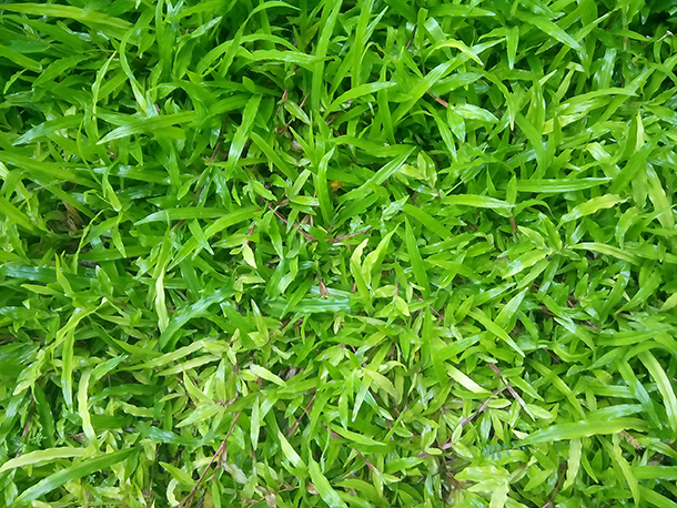 Camera of Gionee Pioneer P4