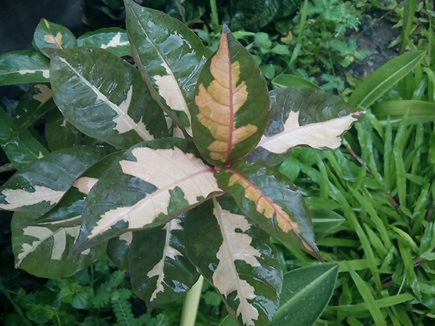 Sample shots Gionee P4