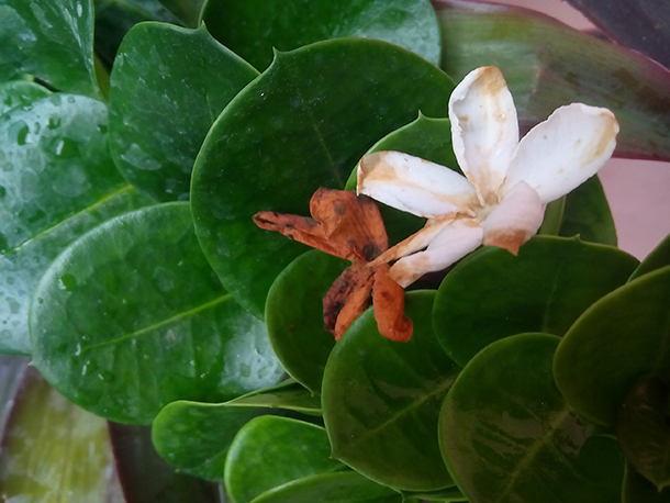 Image-samples-Gionee-Pioneer-P4