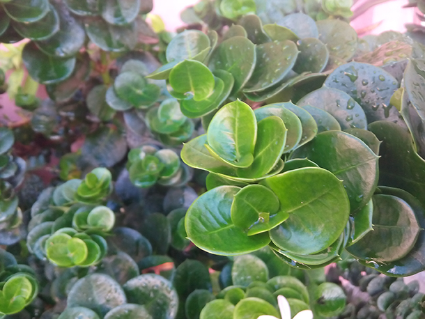Gionee Pioneer P4 Camera Samples