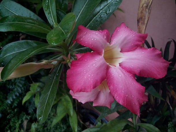 Gionee Pioneer P4 Camera