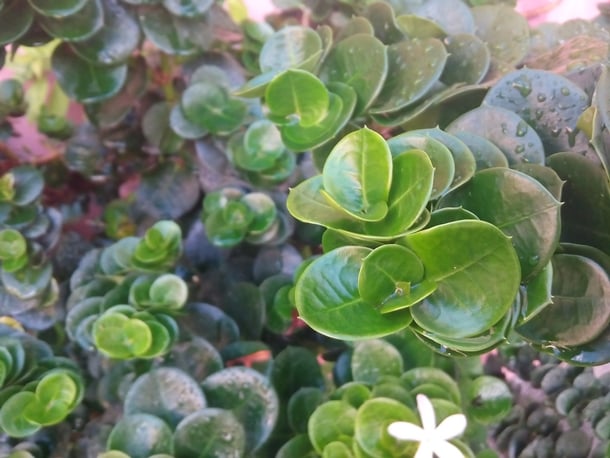 Photos-Images-O-Plus