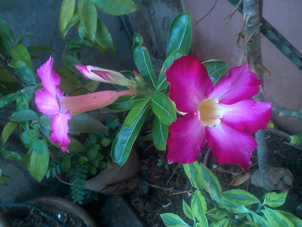 Camera-Cherry Mobile Alpha Play Sample Pics