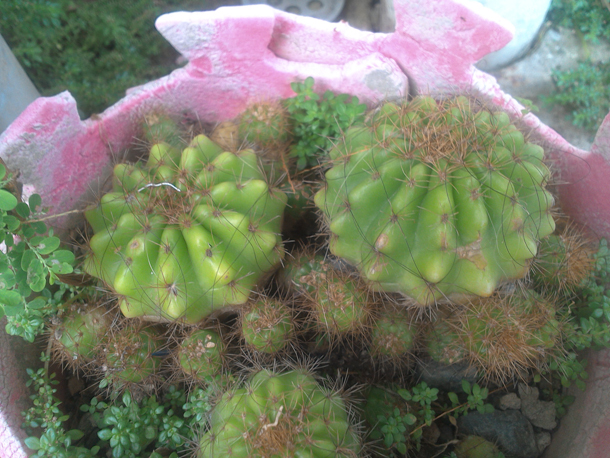 Cherry Mobile Alpha Play Sample Pics (2 of 5)