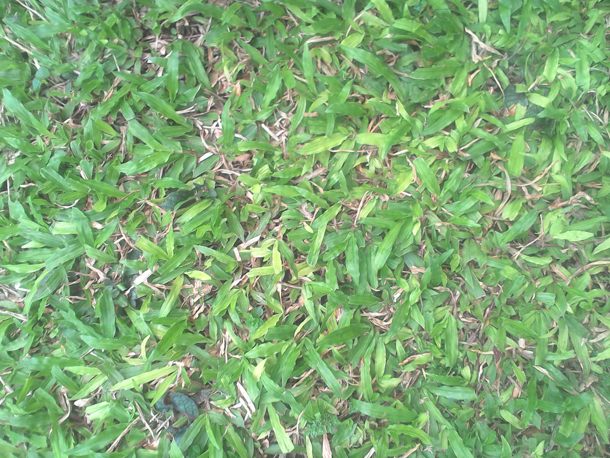 Cherry Mobile Alpha Play Sample Pics (3 of 5)