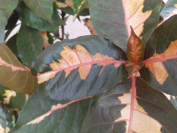 images-photos-camera