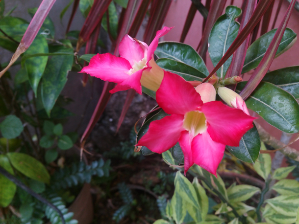 O-Plus-360-camera-review