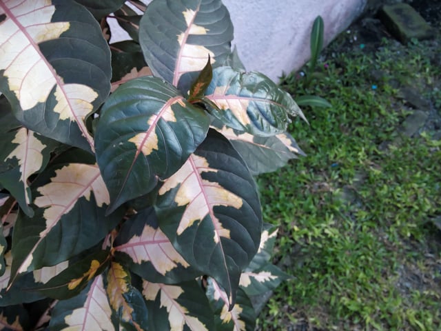 O+ 8.17 review (10 of 16)