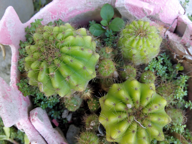 Sample photos of O+ 8.17