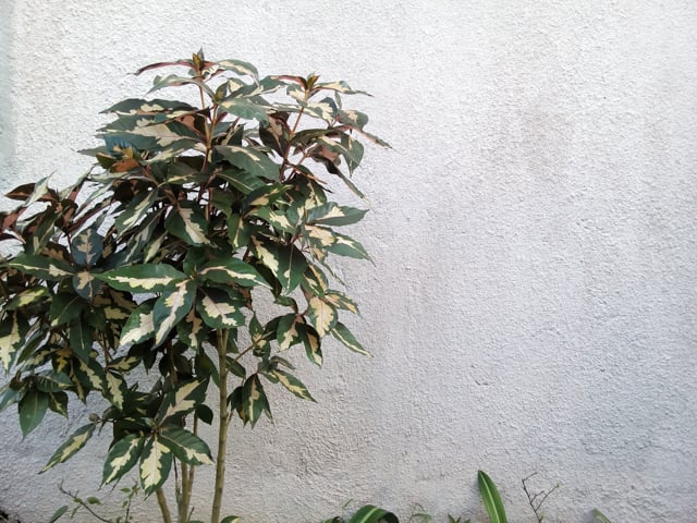 Camera - O+ 8.17 review