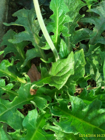 O+ Grande Samples (10 of 14)