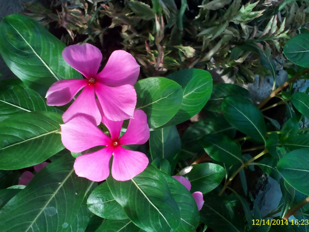 Camera-O-+-Plus-Grande