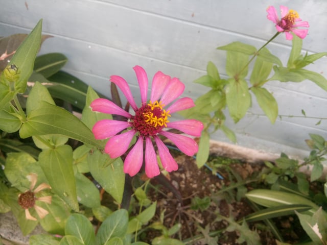 Cherry Mobile Cosmos One Plus  camera