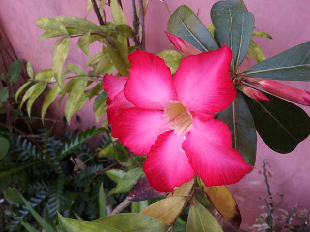 Sample shots O Plus Evo 4G