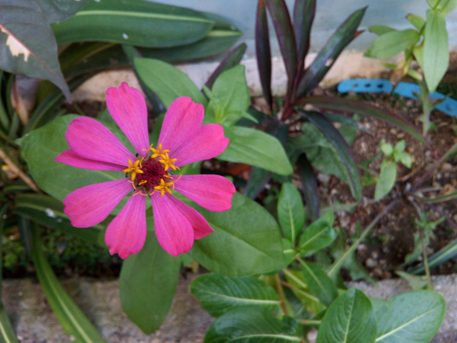 Photos-camera-O-Plus-EVO-4G-NG