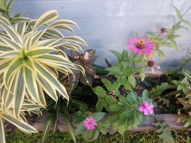 Rio 2 Lite outdoor pics