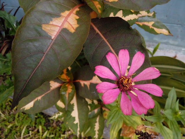 Camera test O+ Ultra Review