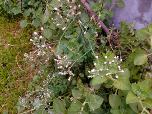 O+ Ultra camera sample