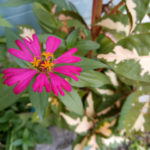 Flare-S4-Plus-Camera-photos