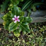 O+ Xfinit Camera test