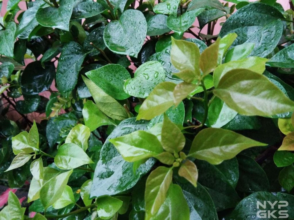 vivo-y55s-camera-samples-4