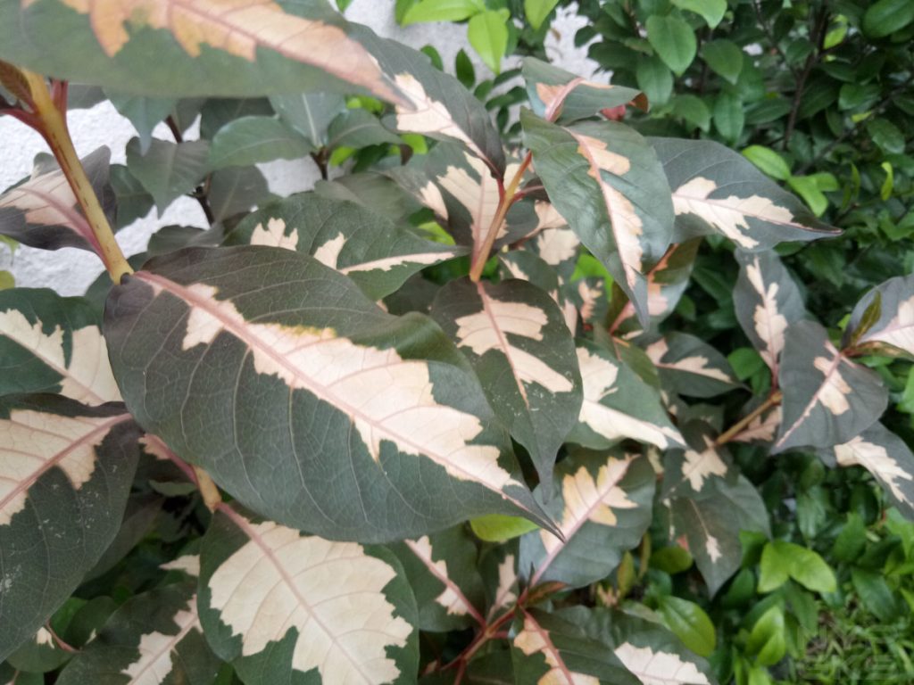 OPPO A71 camera samples-11