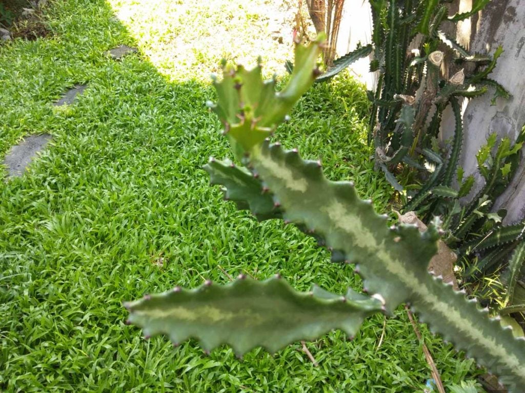 Vivo V7+ camera samples selfies