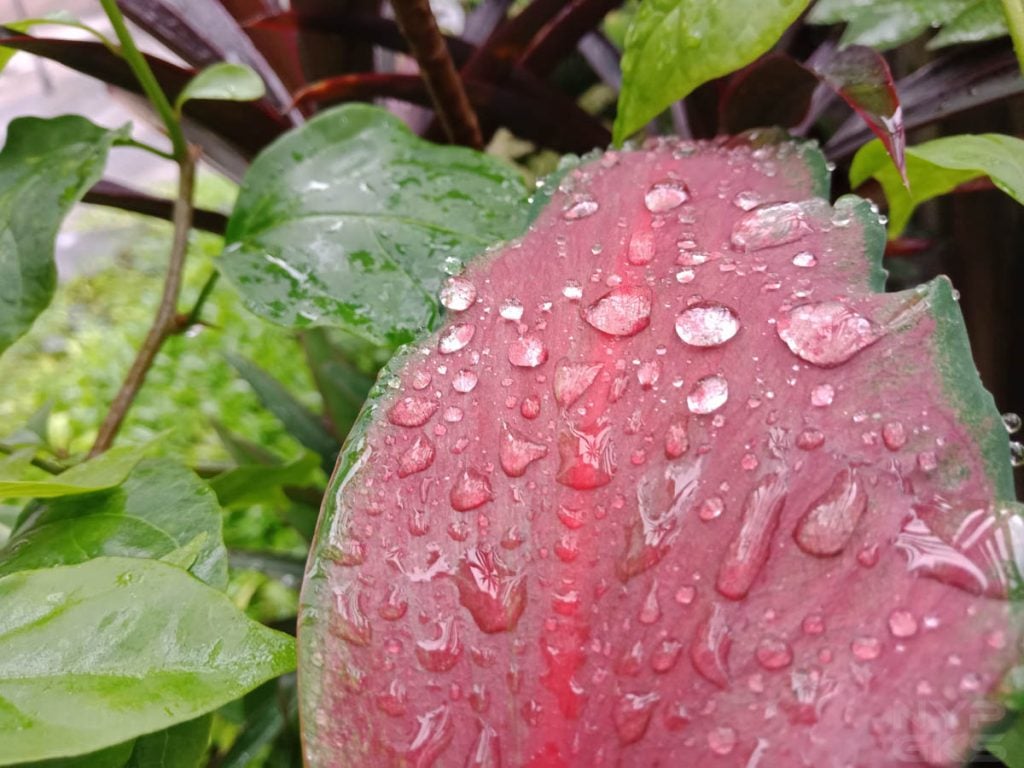 OPPO F5 camera samples-20