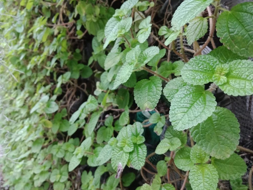 OPPO F5 camera samples-3