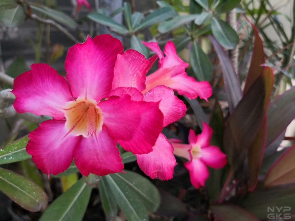 Camera samples - Huawei Mate 10 review 2