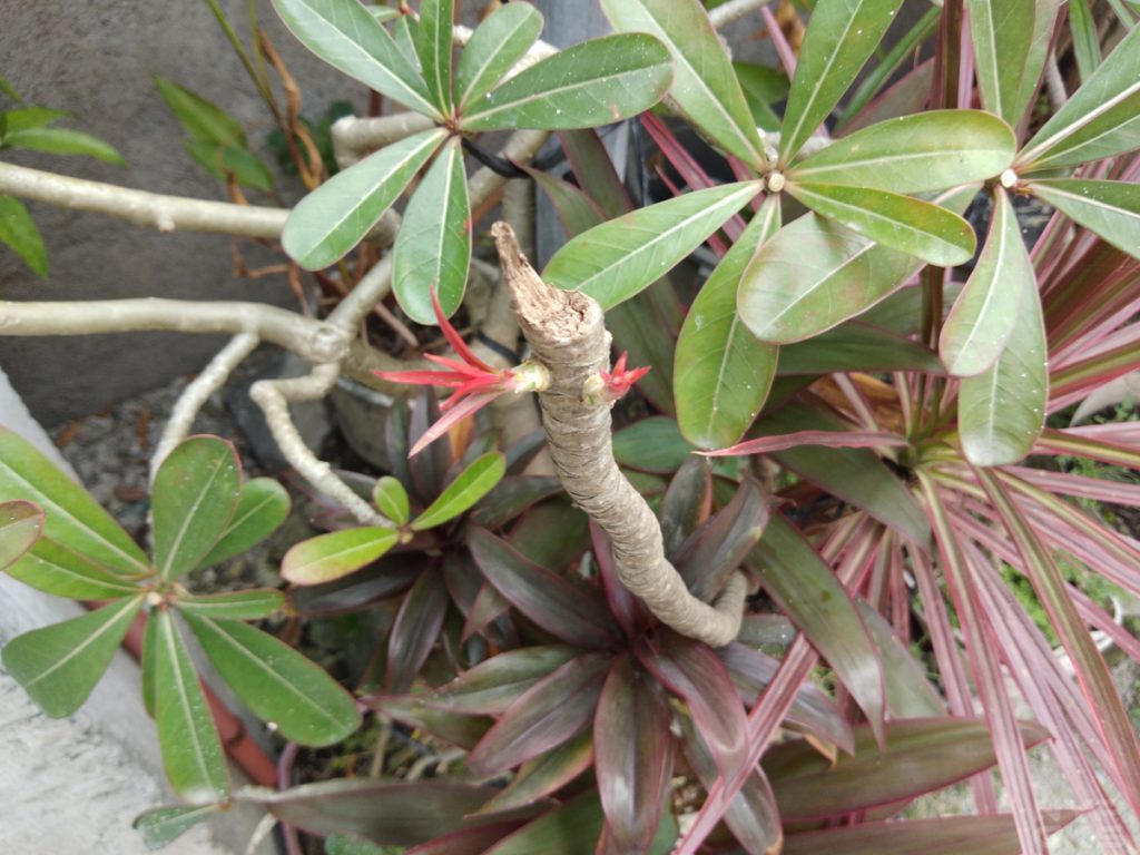 vivo v7 camera samples 5