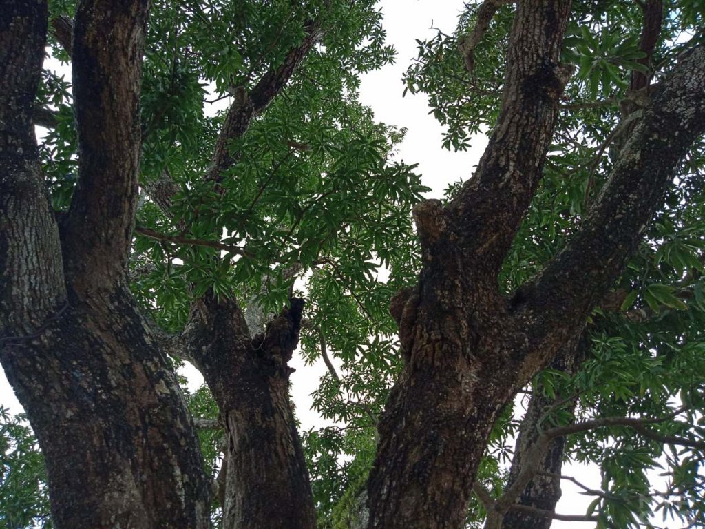 OPPO F5 Youth photo samples