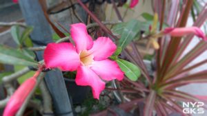 bluboo s1 camera samples-11