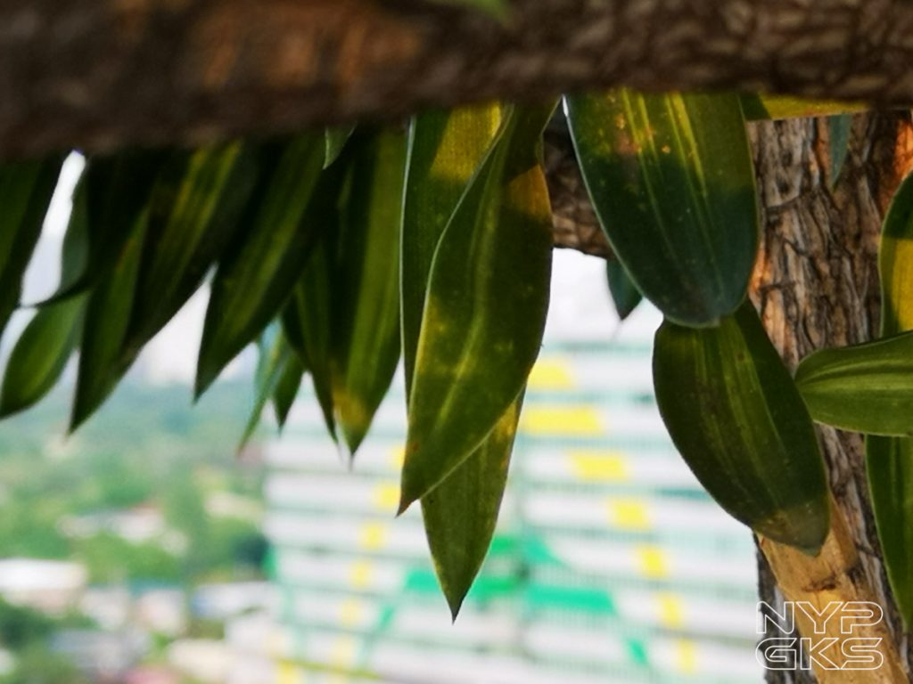 Camera-samples-Huawei-P20-Pro