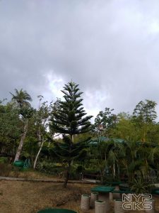 huawei-y6-2018-camera-quality-1