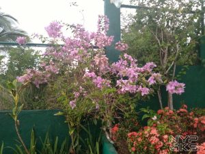huawei-y6-2018-camera-quality-7