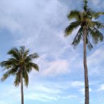 asus-zenfone-5q-camera-samples-28