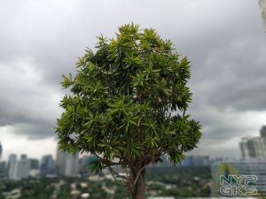 vivo-x21-camera-samples