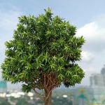 OPPO-F9-camera-samples-313