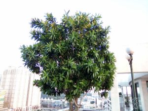 Cherry-Mobile-Omega-Lite-4-camera-4173