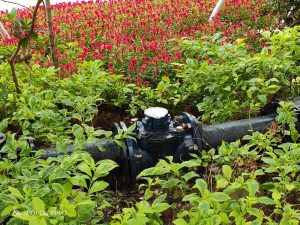 OPPO-R17-Pro-Camera-Samples-NoypiGeeks-003