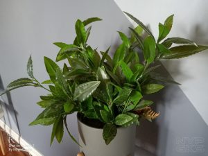 Realme-3-Camera-Samples-5247