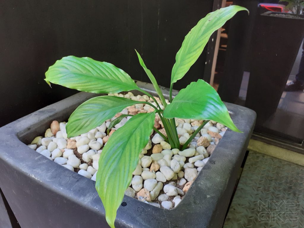 Samsung-Galaxy-M20-camera-samples