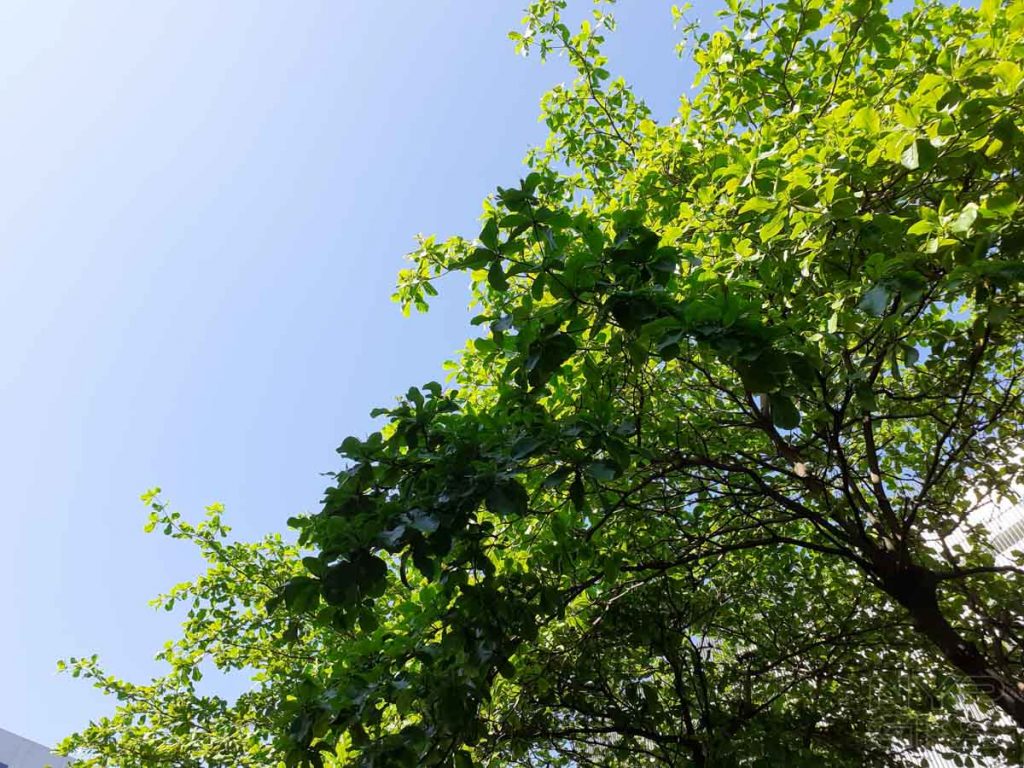 Samsung-Galaxy-M20-camera-samples